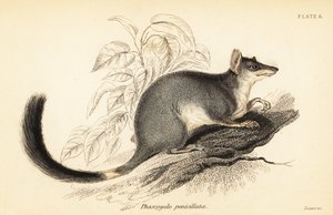 Tuan lub pospolity wambenger, Phascogale tapoatafa. ,1841 (grawerowanie) autorstwa Georges Robert Waterhouse