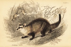 Opos białoszy , Didelphis albiventris. ,1841 (grawerowanie)