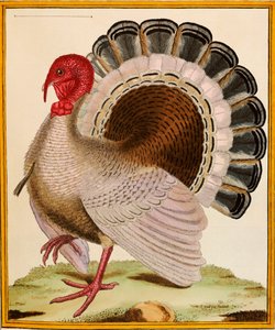 Turcja, z „Histoire Nouvelles des Oiseaux”, 1771-86