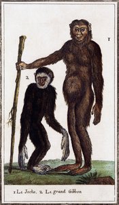 Jocko, szympans lub gibon, ilustracja z Histoire naturelle, autorstwa Georges-Louisa Leclerca, hrabiego Buffon (1707-1788), rycina akwarelowa