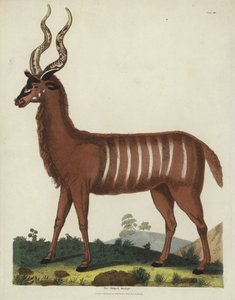 Antylopa Pasiasta