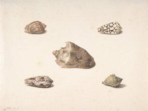 Pięć pocisków, b.d. autorstwa Georgius Jacobus Johannes van Os