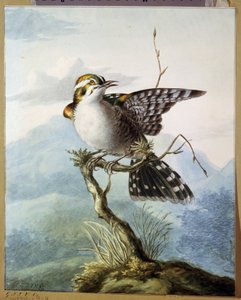 „Mały ptaszek” (Mały ptaszek) Akwarela Georgius Jacobus Johannes van Os (1782-1861) 1798 Muzeum Puszkina, Moskwa autorstwa Georgius Jacobus Johannes van Os