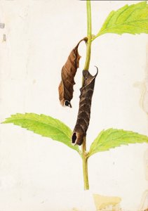 Zwinięty martwy liść naśladujący gąsienicę sfinksa, opracowanie do książki Concealing Coloration in the Animal Kingdom