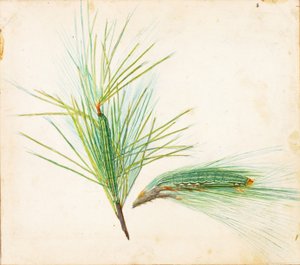 Gąsienica Pine-Tuft, opracowanie do książki Concealing Coloration in the Animal Kingdom