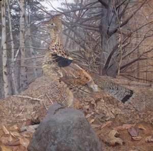 Samiec cietrzew w lesie, 1907-08 autorstwa Gerald Thayer