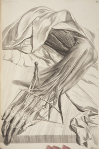 Anatomia ciała ludzkiego autorstwa Govarda Bidloo, 1685