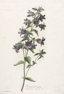 Kwiaty zaczerpnięte z natury: Bellflower, ok. 1900 r. 1800. autorstwa Gerard van Spaendonck