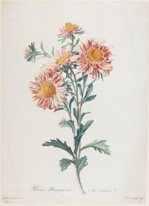Reine-Marguerite, z Fleurs Dessinees d