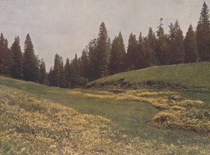 Łąka na Feldberg, Schwarzwald, Niemcy (zdjęcie kolorowe) autorstwa German Photographer