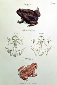 460 fol.1 Ropuchy, płyta LIII z „Przyjemnej i pożytecznej rozrywki” Johanna Daniela Meyera, Norymberga autorstwa German School
