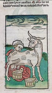 Pokojówka dojąca krowę, 1491 (kolorowy drzeworyt) autorstwa German School