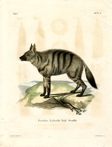 Aardwolf (kolorowy grawerunek) autorstwa German School