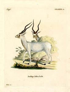 Antylopa Addax (kolorowy grawerunek) autorstwa German School