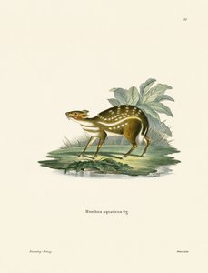 Afrykański Chevrotain (kolorowy grawerunek) autorstwa German School