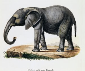 Słoń afrykański (Elephas africanus), ze ssaków ilustrowany z natury z opisami, Johann Christian Daniel von Schreber (1739-1810), grawer IC Bock wg rysunku A Fleischmann, Niemcy autorstwa German School