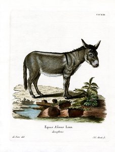 African Wild Ass (kolorowy grawerunek) autorstwa German School