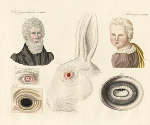Albinos (kolorowy grawer) autorstwa German School