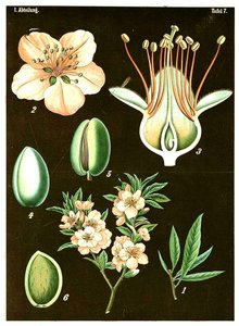 Migdał (Prunus Amygdalus) c.1890 (chromolitografia) autorstwa German School