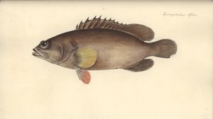 Alphestes afer, przed 1793 (wc na papierze) autorstwa German School