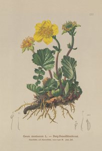 Geum montanum (Geum montanum) autorstwa German School