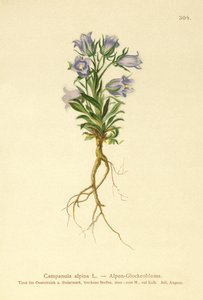 Dzwonek alpejski (Campanula alpina) autorstwa German School