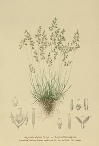 Mietlica alpejska (Agrostis alpina, Aira flavescens) autorstwa German School