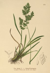 Wiechlina alpejska (Poa alpina) autorstwa German School