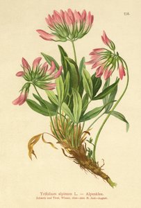 Koniczyna alpejska (Trifolium alpinum) autorstwa German School