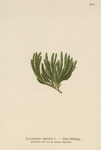 Wierzchołek alpejski (Lycopodium alpinum, Diphasiastrum alpinum) autorstwa German School