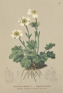 Rdzawiec alpejski (Ranunculus alpestris) autorstwa German School