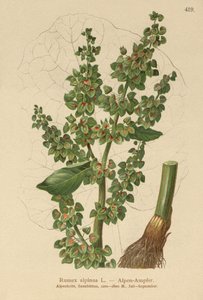 Dok alpejski (Rumex alpinus) autorstwa German School