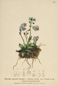 Alpejski Niezapominajka (Myosotis alpestris, Myosotis silvatica) autorstwa German School