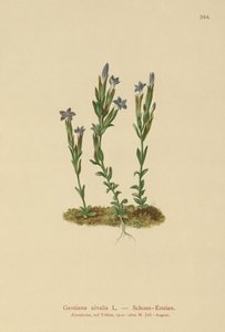Goryczka alpejska (Gentiana nivalis) autorstwa German School