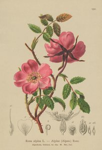 Róża alpejska (Rosa alpina, Rosa pendulina) autorstwa German School