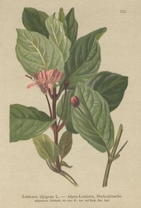 Wiciokrzew alpejski (Lonicera alpigena) autorstwa German School