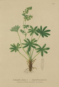 Alpine Ladys-Mantle (Alchemilla alpina) autorstwa German School