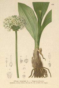 Por alpejski (Allium victorialis, Allium victoriale, Onion victoryalis, Geboscon triphylum, Allium plantagineum, Allium anguinum) autorstwa German School