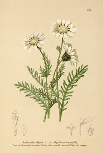 Mniszek alpejski (Anthemis alpina, Achillea oxyloba subsp. schuri) autorstwa German School