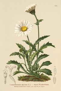 Stokrotka alpejska (Leucanthemum alpinum, Leucanthemopsis alpina, Chrysanthemum alpinum, Tanacetum alpinum) autorstwa German School