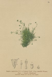 Perłówka alpejska (Sagina saginoides, Sagina linnaei, Sagina saxatilis) autorstwa German School