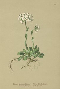 Pennycress alpejski (Thlaspi alpinum, Noccaea alpestris subsp. alpestris, Thlaspi minimum, Noccaea crantzii, Thlaspi kerneri, Thlaspi alpinum var. kerneri, Thlaspi alpestre) autorstwa German School