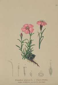 Róż alpejski (Dianthus alpinus) autorstwa German School