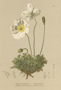 Mak alpejski (Papaver alpinum, subsp. alpinum) autorstwa German School