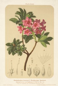 Róża alpejska (Rhododendron hirsutum) autorstwa German School