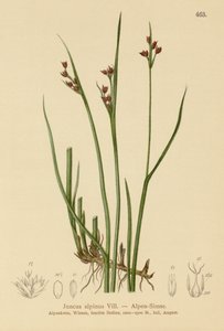 Goździk alpejski (Juncus alpinus, Juncus alpinoarticulatus) autorstwa German School