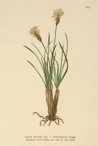 Turzyca alpejska (Carex curvula) autorstwa German School
