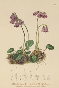 Śnieżyca alpejska (Soldanella alpina) autorstwa German School
