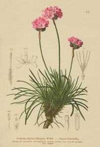 Alpine Thrift (Armeria alpina) autorstwa German School