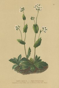 Rzeżucha alpejska (Arabis alpina) autorstwa German School